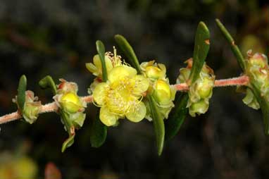 APII jpeg image of Hypocalymma xanthopetalum  © contact APII