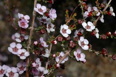 APII jpeg image of Baeckea crassifolia  © contact APII