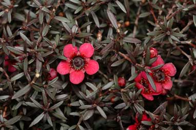 APII jpeg image of Leptospermum 'Dwarf Red'  © contact APII