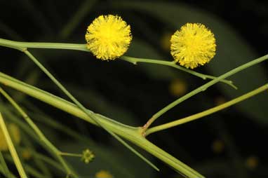 APII jpeg image of Acacia extensa  © contact APII