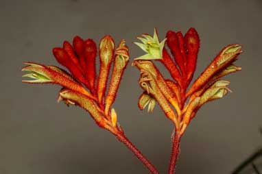 APII jpeg image of Anigozanthos rufus 'Kings Park Federation Flame'  © contact APII