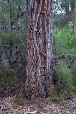 APII jpeg image of Eucalyptus agglomerata  © contact APII