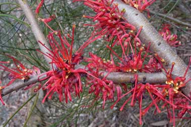 APII jpeg image of Hakea orthorrhyncha var. filiformis  © contact APII