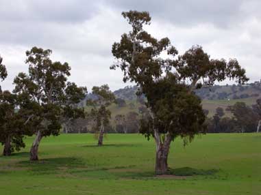 APII jpeg image of Eucalyptus camaldulensis  © contact APII