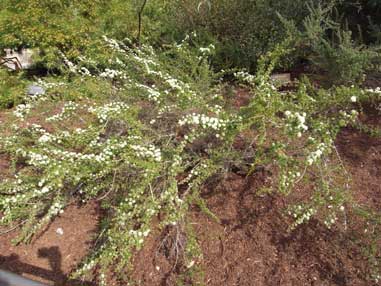 APII jpeg image of Kunzea rupestris  © contact APII