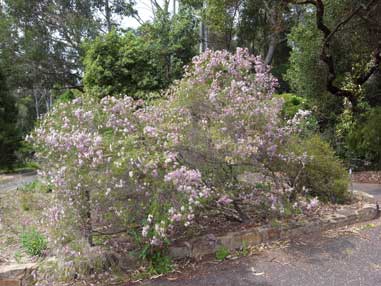 APII jpeg image of Chamelaucium uncinatum 'Cascade Brook'  © contact APII