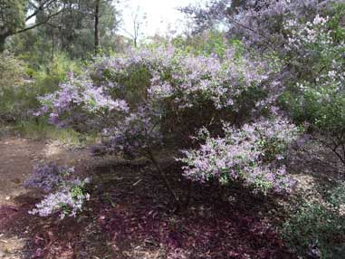 APII jpeg image of Prostanthera ovalifolia  © contact APII