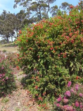 APII jpeg image of Callistemon viminalis 'Prolific'  © contact APII