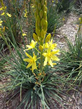 APII jpeg image of Bulbine glauca  © contact APII