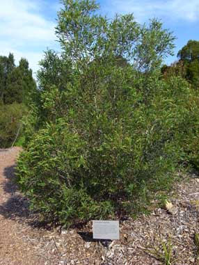 APII jpeg image of Eucalyptus copulans  © contact APII