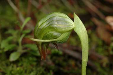 APII jpeg image of Pterostylis nutans  © contact APII