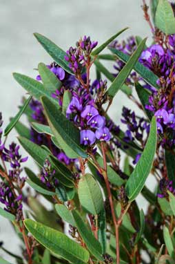 APII jpeg image of Hardenbergia 'Mini Haha'  © contact APII