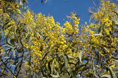 APII jpeg image of Acacia pycnantha  © contact APII