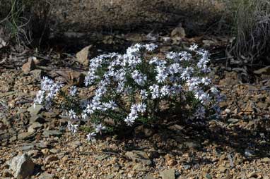 APII jpeg image of Olearia iodochroa  © contact APII