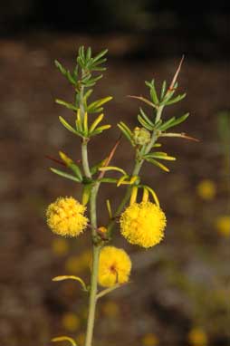 APII jpeg image of Acacia epacantha  © contact APII