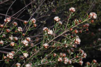 APII jpeg image of Spyridium buxifolium  © contact APII