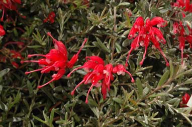 APII jpeg image of Grevillea lavandulacea 'Billy Wings'  © contact APII