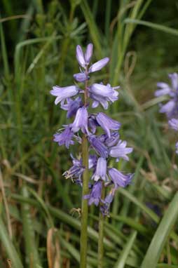 APII jpeg image of Hyacinthoides non-scripta  © contact APII