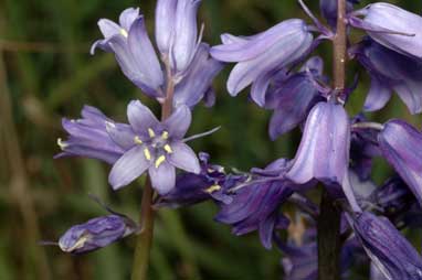 APII jpeg image of Hyacinthoides non-scripta  © contact APII