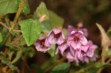 APII jpeg image of Thomasia pauciflora  © contact APII