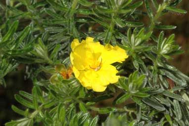 APII jpeg image of Hibbertia crinita  © contact APII