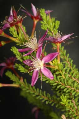 APII jpeg image of Calytrix desolata  © contact APII