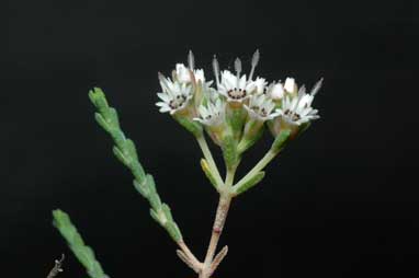 APII jpeg image of Darwinia micropetala  © contact APII