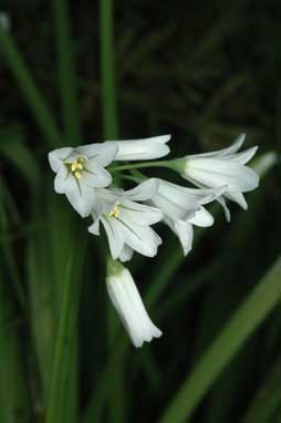 APII jpeg image of Allium triquetrum  © contact APII