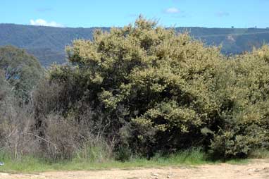 APII jpeg image of Pomaderris angustifolia  © contact APII