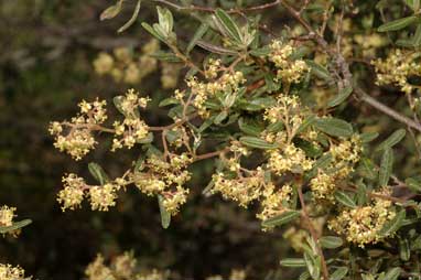 APII jpeg image of Pomaderris angustifolia  © contact APII