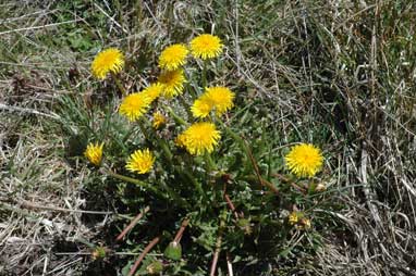 APII jpeg image of Taraxacum (sect. Hamata)  © contact APII