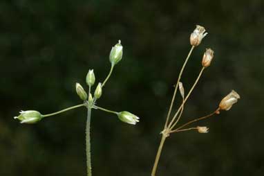 APII jpeg image of Holosteum umbellatum  © contact APII