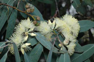 APII jpeg image of Eucalyptus dealbata  © contact APII