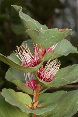 APII jpeg image of Hakea cucullata  © contact APII