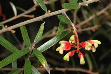 APII jpeg image of Grevillea aspera  © contact APII