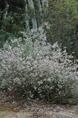 APII jpeg image of Boronia anemonifolia subsp. variabilis  © contact APII