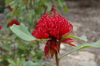 APII jpeg image of Telopea speciosissima x oreades  © contact APII