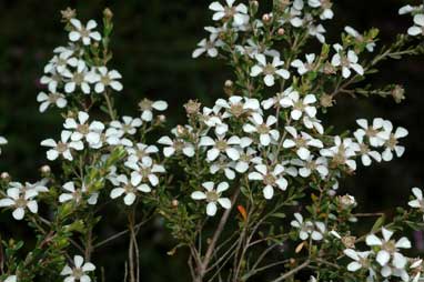 APII jpeg image of Leptospermum parvifolium  © contact APII