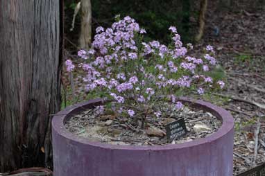 APII jpeg image of Calytrix glutinosa  © contact APII