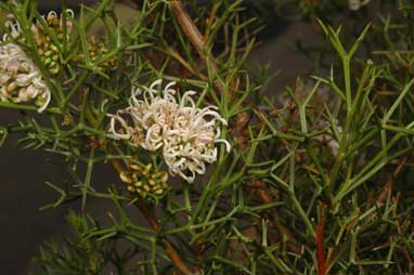 APII jpeg image of Grevillea teretifolia  © contact APII