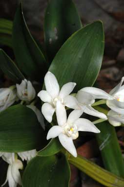 APII jpeg image of Dendrobium falcorostrum  © contact APII