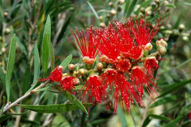 APII jpeg image of Callistemon 'Dawson River'  © contact APII