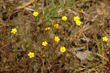 APII jpeg image of Linum trigynum  © contact APII