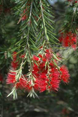 APII jpeg image of Callistemon viminalis 'Dawson River'  © contact APII