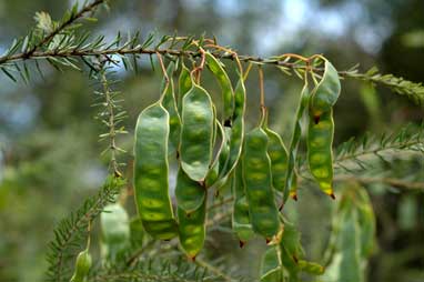 APII jpeg image of Acacia conferta  © contact APII