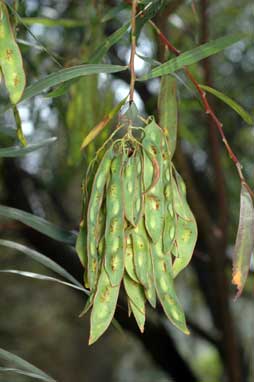 APII jpeg image of Acacia saliciformis  © contact APII