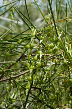 APII jpeg image of Acacia acuminata  © contact APII