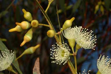 APII jpeg image of Eucalyptus captiosa  © contact APII