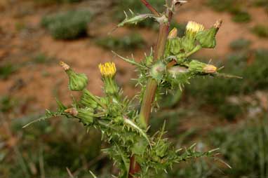 APII jpeg image of Sonchus asper  © contact APII