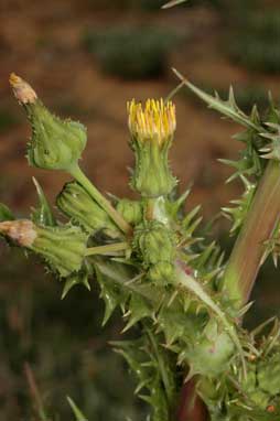 APII jpeg image of Sonchus asper  © contact APII